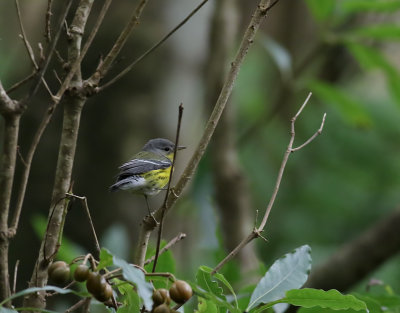 Magnoliaskogsngare  Magnolia Warbler  Setophaga magnolia