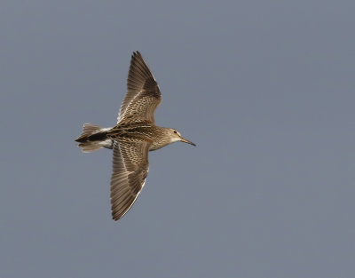 Tuvsnppa   Pectoral Sandpiper  Calidris melanotos