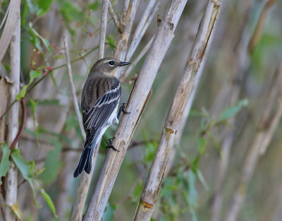 Gulgumpad skogssngare  Myrtle Warbler  Setophaga coronata coronata