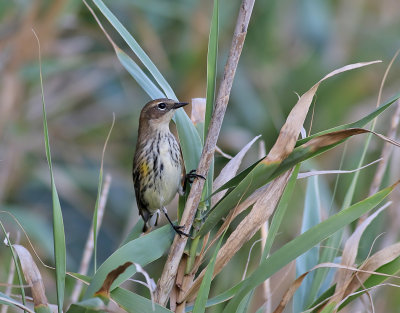 Gulgumpad skogssngare  Myrtle Warbler  Setophaga coronata coronata