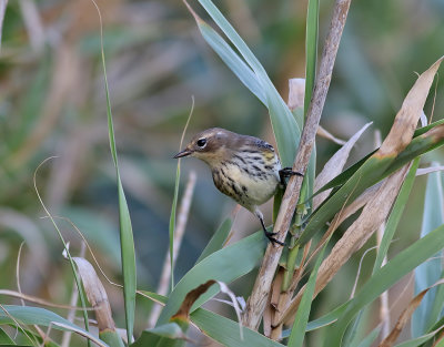 Gulgumpad skogssngare  Myrtle Warbler  Setophaga coronata coronata