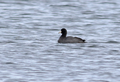 Amerikansk sothöna American Coot Fulica americana