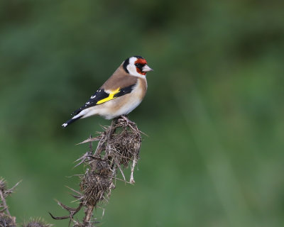 Steglits  Golden Finch Cardueles cardueles