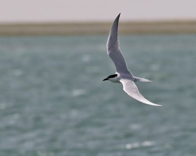 Sandtärna Gull-Billed Tern Sterna nilotica