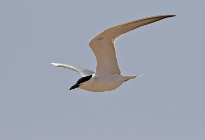 Sandtrna  Gull-Billed Tern Sterna nilotica