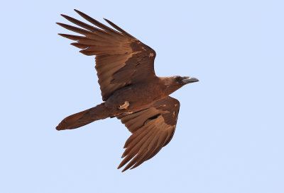 kenkorp  Brown-necked Raven  Corvus ruficollis