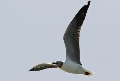 Gråhuvad mås Grey-headed gull Chroicocephalus cirrocephalus