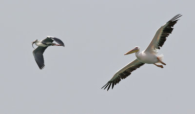 Grhger  Grey Heron Ardea cinerea monicae