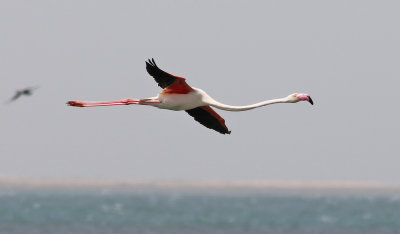 Strre flamingo  Greater Flamingo  Phoenicopterus roseus