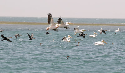 Pelicans and Comerants