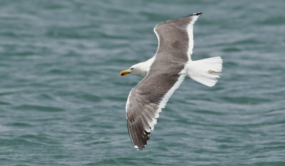 Silltrut Lesser Black-backed Gull Larus fuscus