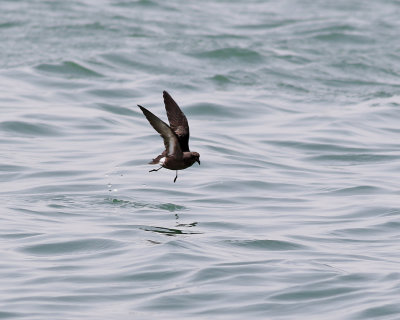 Stormsvala  European storm-petrel  Hydrobates pelagicus