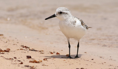 Sandlpare  Sanderling  Calidris alba