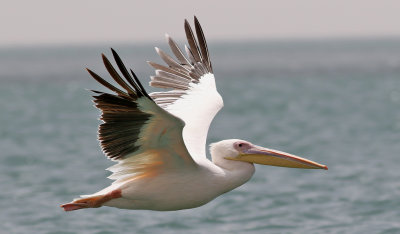 Vit pelikan  White Pelican  Pelecanus onocrotalus