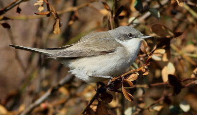 rtsngare <br> Sylvia curruca <br> Lesser Whitethroat