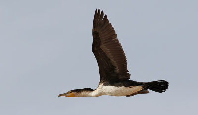 Vitbrstad skarv  White-breasted Cormorant  Phalacrocorax lucidus
