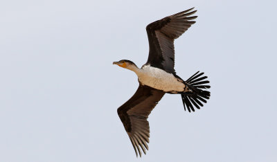 Vitbrstad skarv  White-breasted Cormorant  Phalacrocorax lucidus