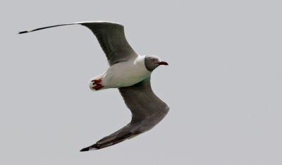 Grhuvad ms  Grey-headed gull  Chroicocephalus cirrocephalus