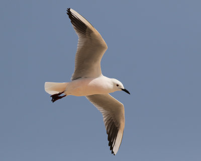 Lngnbbad ms  Slender-billed Gull Chroicocephalus genei