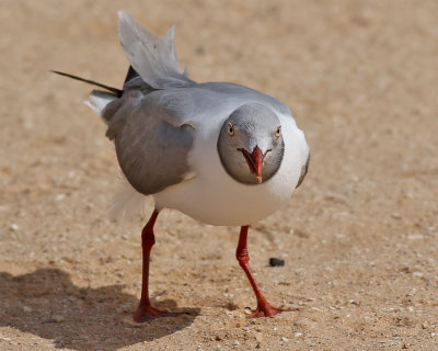 Grhuvad ms  Grey-headed gull  Chroicocephalus cirrocephalus