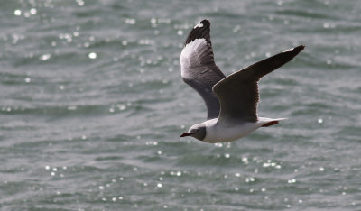 Gråhuvad mås Grey-headed gull Chroicocephalus cirrocephalus