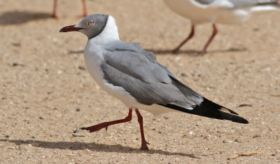 Gråhuvad mås Grey-headed gull Chroicocephalus cirrocephalus