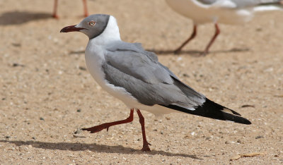 Grhuvad ms  Grey-headed gull  Chroicocephalus cirrocephalus