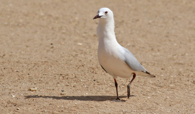 Lngnbbad ms  Slender-billed Gull Chroicocephalus genei