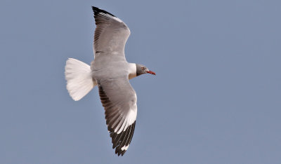 Gråhuvad mås Grey-headed gull Chroicocephalus cirrocephalus