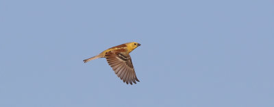 Sudanguldsparv  Sudan Golden Sparrow  Passer luteus