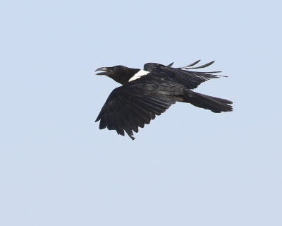 Svartvit krka  Pied Crow  Corvus albus
