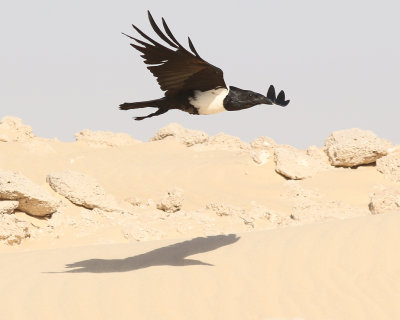 Svartvit krka  Pied Crow  Corvus albus