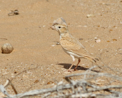Streckad ökenlärka African Dunn's Lark Eremalauda dunni dunni