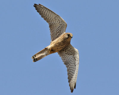 Tornfalk Falco tinnunculus Common Kestrel