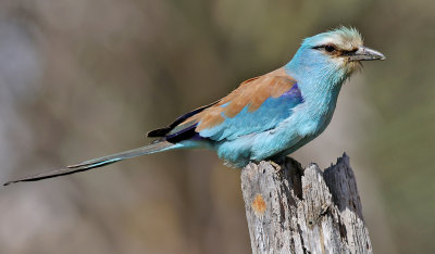 Savannblkrka  Abyssinian Roller  Coracias abyssinicus