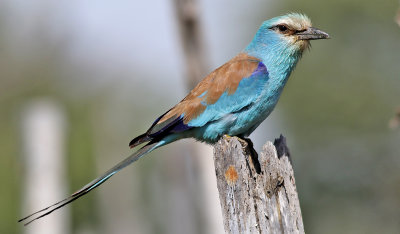 Birdtrip to Mauritania April 2018