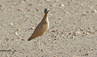 Ökenlöpare Cream-coloured Courser Cursorius cursor