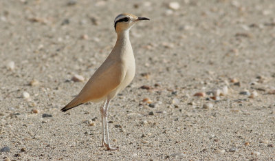 kenlpare  Cream-coloured Courser  Cursorius cursor