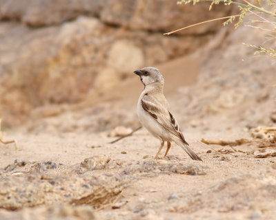 Ökensparv Desert Sparrow Passer simplex