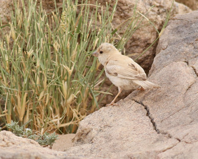 Ökensparv Desert Sparrow Passer simplex