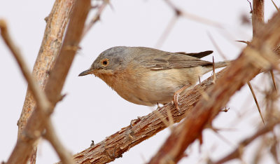 Rostsångare Western Subalpine Warbler Sylvia inornata inornata