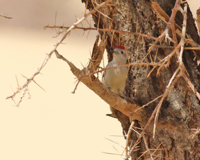 Gulbukig askspett  African Grey Woodpecker  Dendropicos goertae