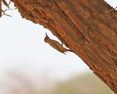 Gulbukig askspett  African Grey Woodpecker  Dendropicos goertae