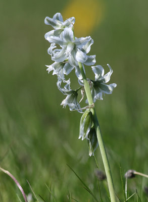 Skymningsstjrna  Ornithogalum boucheanum