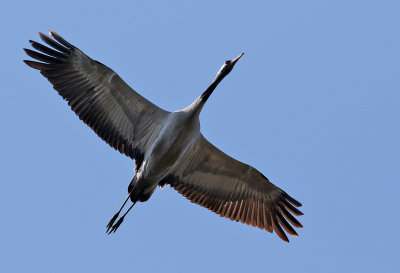 Trana  Common Crane  Grus grus