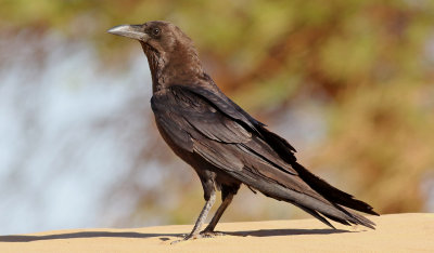 kenkorp  Brown-necked Raven  Corvus ruficollis