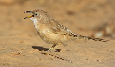 Saharaskriktrast  Fulvous Babbler (Turdoides fulvus)
