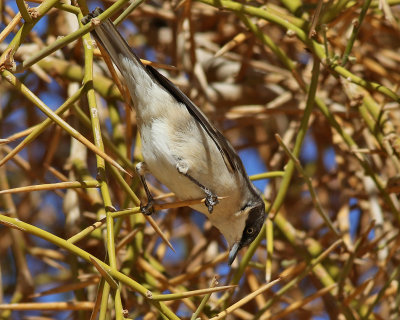 Herdesngare Sylvia hortensisWestern Orphean Warbler