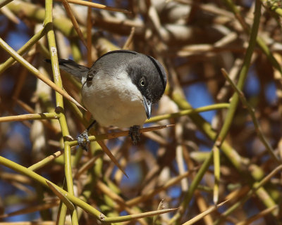 Herdesngare Sylvia hortensisWestern Orphean Warbler