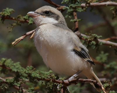 Ökenvarfågel Southern Grey Shrike Lanius meridionalis (elegans)